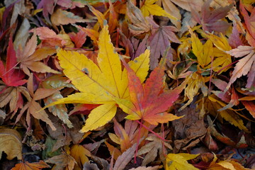 close up of autumn colored maple leaves