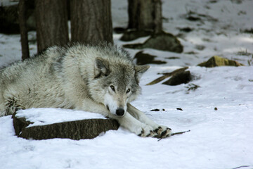 Grey wolf on snow