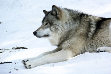 Fototapeta premium Grey wolf on snow
