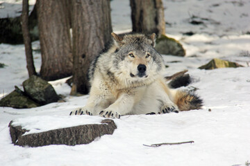 Grey wolf in snow ; grey wolf looking