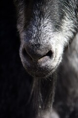 Fototapeta premium Close up of the mouth of goat