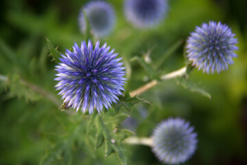 flower in the garden