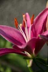 close up of pink lily