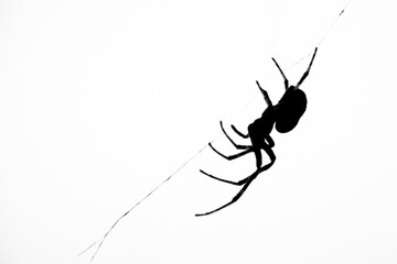 spider on a white background