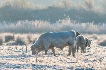 Bulls on Marshes shrouded in frost at sunrise, Devon, England