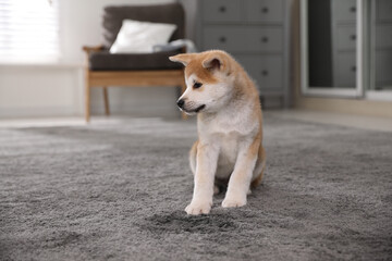 Adorable akita inu puppy near puddle on carpet at home