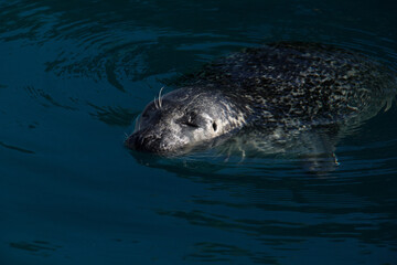 Fototapeta premium Seal swimming in water