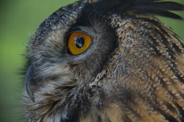 Look of the owl