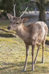 Naklejka na ściany i meble 奈良公園の鹿【日本:奈良】