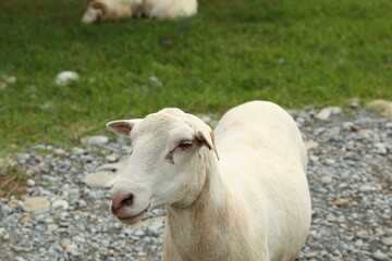 Beautiful white sheep in safari park on summer day