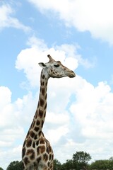 Beautiful spotted African giraffe in safari park