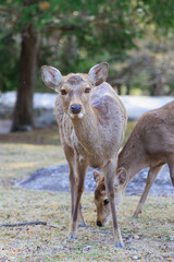 奈良公園の鹿【日本:奈良】