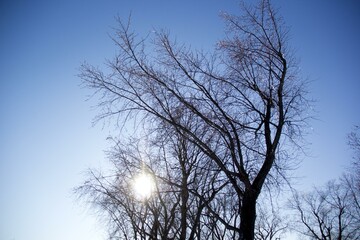 Sun through the branches in winter