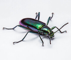 green beetle isolated on white background