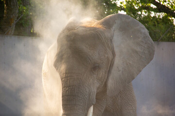 Fototapeta na wymiar Portrait of an elephant on a dusty ray of light