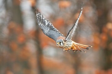 Falco sparverius, American kestrel, Poštolka pestrá in the flight in autumn