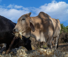 Toro comiendo