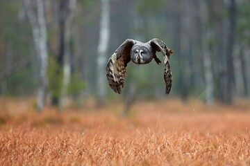 Strix nebulosa, Great grey owl
Puštík vousatý in fte flight