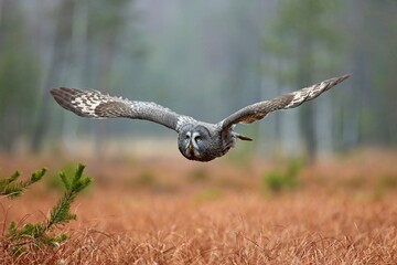 Strix nebulosa, Great grey owl
Puštík vousatý in fte flight