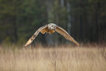 Bubo bubo sibiricus, Siberian eagle-owl, Výr velký západosibiřský. Autumn scene with Big Eastern Siberian Eagle Owl in the forest. 