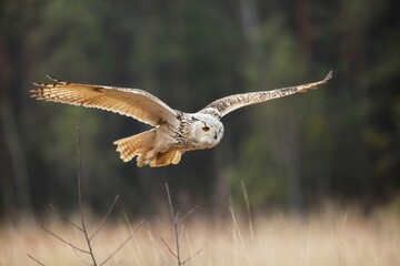 Bubo bubo sibiricus, Siberian eagle-owl, Výr velký západosibiřský. Autumn scene with Big Eastern Siberian Eagle Owl in the forest. 
