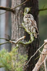 Strix aluco, , Tawny owl, Puštík obecný. Also called the brown owl, is commonly found in woodlands across Europe to western Siberia.