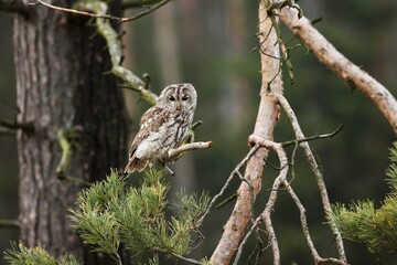 Strix aluco, , Tawny owl, Puštík obecný. Also called the brown owl, is commonly found in woodlands across Europe to western Siberia.