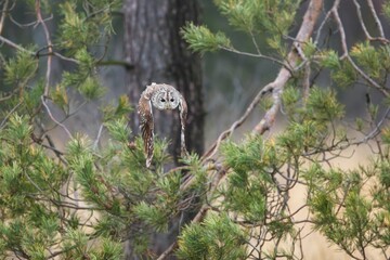 Strix aluco, , Tawny owl, Puštík obecný. Also called the brown owl, is commonly found in woodlands across Europe to western Siberia.