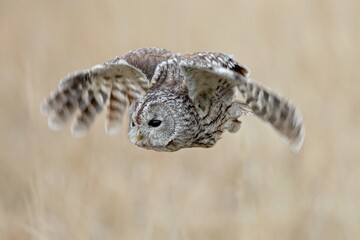 Strix aluco, , Tawny owl, Puštík obecný. Also called the brown owl, is commonly found in woodlands across Europe to western Siberia.