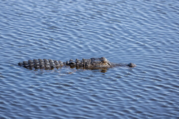 An American alligator swimming in the water in Florida.