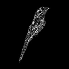 Northern Potoo hand drawing vector isolated on black background.