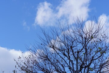 青空に映える