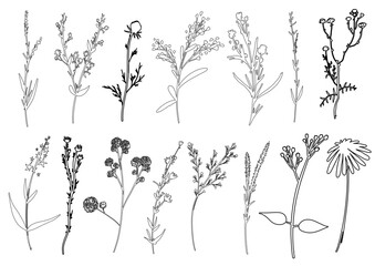 Floral outline collection. Branch and minimalist flowers. Hand drawn continuous line wild herbs, elegant leaves. Modern botanical rustic greenery. Vector illustration.
