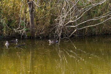 水辺で泳ぐ鴨