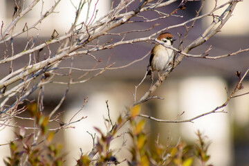 枯れ枝にとまる雀
