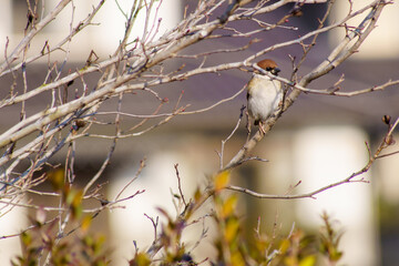 枯れ枝にとまる雀