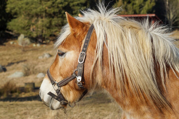 portrait of a horse