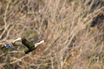 羽ばたく鴨