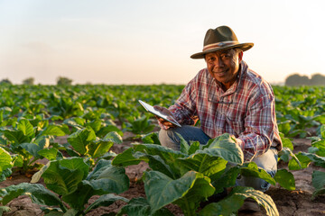 Asian  senior farmer use the internet from their tablets to check the quality of tobacco leaves....