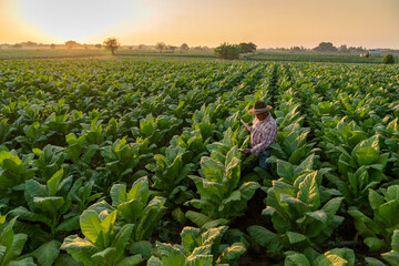 Asian farmer working on tobacco plantation. Senior farmer use the internet from their tablets to...
