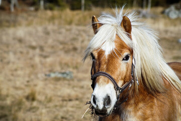 horse in a field