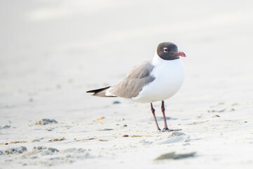 Seabird scouring the beach for a meal.