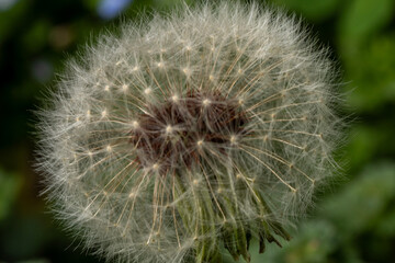 Close macro shot of a fuzzy dandelion.