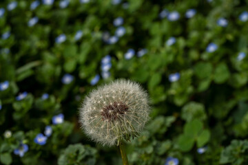 Medium macro shot of a fuzzy dandelion.