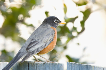 Robin on a fence in a suburban backyard.
