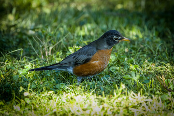 Robin searching the ground for tasty grubs.