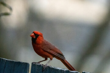 Cardinal resting on a backyard fence.