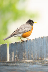 Wild Robin resting on a backyard fence.