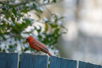 Wild Cardinal resting on a backyard fence.
