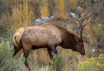 Bull Elk